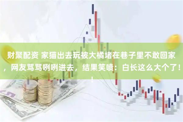 财聚配资 家猫出去玩被大橘堵在巷子里不敢回家，网友骂骂咧咧进去，结果笑喷：白长这么大个了！